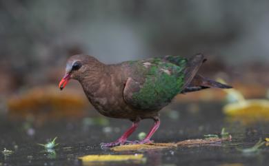 Chalcophaps indica (Linnaeus, 1758) 翠翼鳩