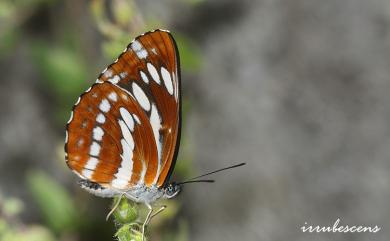 Neptis philyra splendens Murayama, 1941 槭環蛺蝶