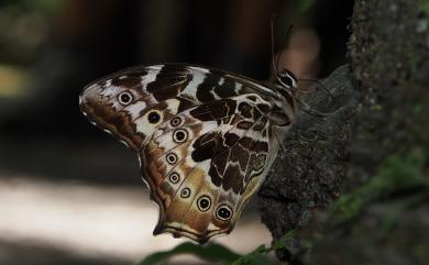Neope armandii lacticolora (Fruhstorfer, 1908) 白斑蔭眼蝶