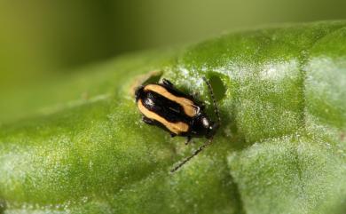 Phyllotreta striolata (Fabricius, 1801) 黃條葉蚤