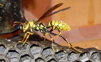 Polistes rothneyi Cameron, 1900 黑紋長腳蜂