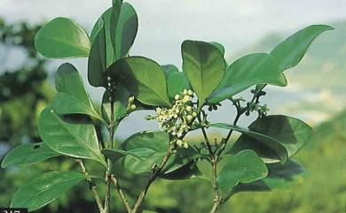 Microtropis japonica (Franch. & Sav.) Hallier f. 日本賽衛矛