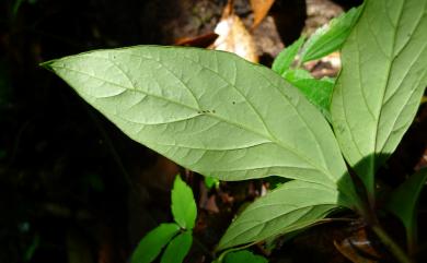 Lysimachia ardisioides Masam. 臺灣排香