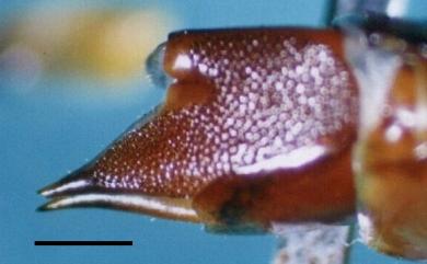 Scolopocryptops melanostomus (Newport, 1845) 黑孔棘盲蜈蚣