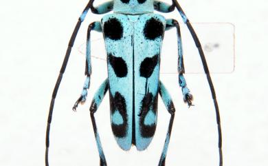 Paraglenea swinhoei Bates, 1866 黑紋蒼藍天牛