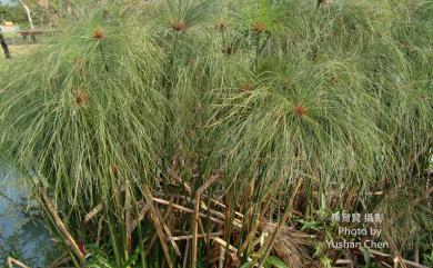 Cyperus prolifer 紙莎草