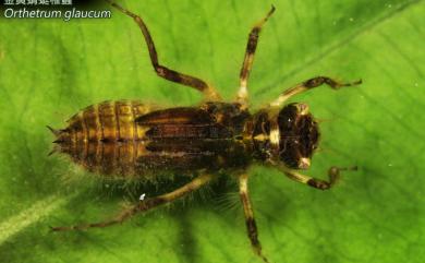 Orthetrum glaucum Brauer, 1865 金黃蜻蜓