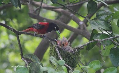 Oriolus traillii ardens (Swinhoe, 1862) 朱鸝