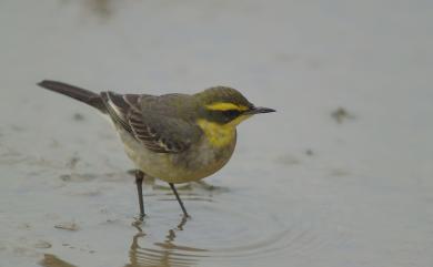 Motacilla tschutschensis tschutschensis (Gmelin, 1789) 東方黃鶺鴒(白眉亞種)