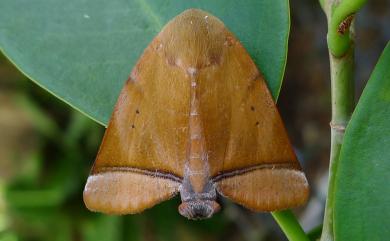 Carea varipes Walker, [1857] 蓮霧赭瘤蛾