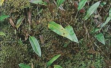 Elaphoglossum angulatum (Blume) T.Moore 爪哇舌蕨