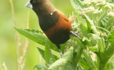 Lonchura atricapilla formosana 黑頭文鳥