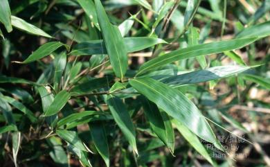 Pseudosasa japonica 日本矢竹