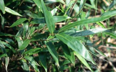 Pseudosasa japonica (Siebold & Zucc. ex Steud.) Makino ex Nakai 日本矢竹