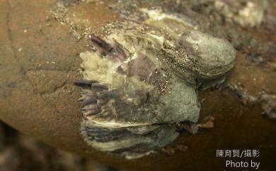 Crassostrea angulata (Thunberg, 1793) 葡萄牙牡蠣