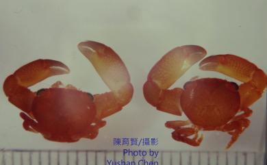 Trapezia formosa Smith, 1869 美麗梯形蟹