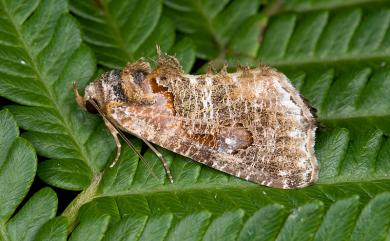 Pilipectus taiwanus Wileman, 1915