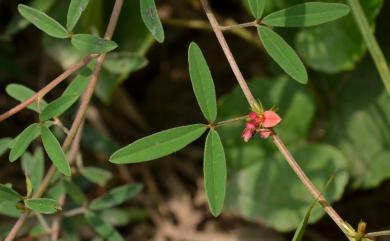 Indigofera glandulifera 腺葉木藍