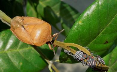 Tessaratoma papillosa (Drury, 1770) 荔枝椿象