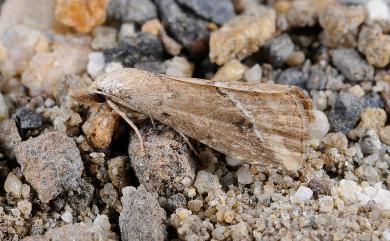 Luceria oculalis (Moore, 1877) 白線微裳蛾