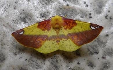 Pseudomiza aurata Wileman, 1915 頂斑黃普尺蛾