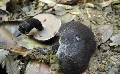 Tylopilus nigropurpureus (Corner) Hongo 黑紫粉孢牛肝菌