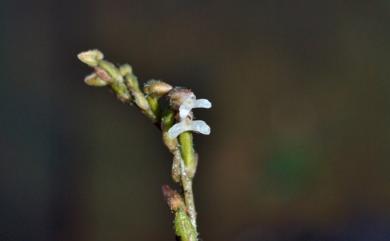 Zeuxine affinis 白花線柱蘭