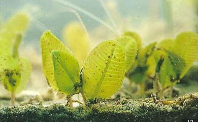Halophila ovalis 卵葉鹽藻