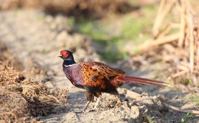 Phasianus colchicus karpowi 環頸雉