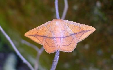 Sonagara strigipennis Moore, 1882 岔紋窗蛾