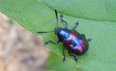 Platycorynus undatus (Olivier, 1791) 波紋大猿金花蟲