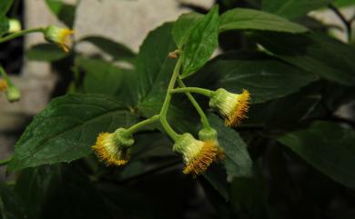 Blumea riparia var. megacephala 大頭艾納香