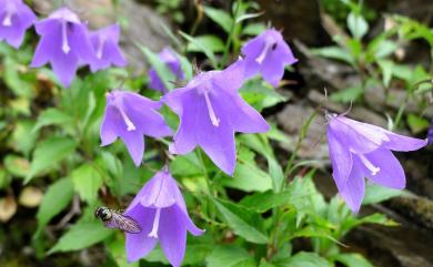 Adenophora morrisonensis subsp. uehatae 高山沙參