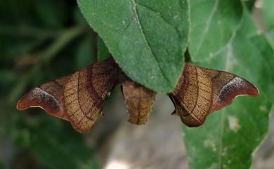 Bombyx mandarina formosana (Matsumura, 1927) 野家蠶