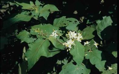 Solanum torvum 萬桃花水茄