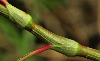 Persicaria glabra 紅辣蓼