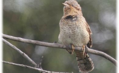 Jynx torquilla chinensis Hesse, 1911 地啄木