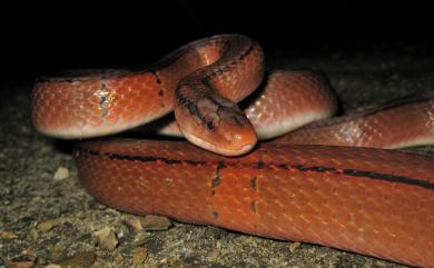 Oreocryptophis porphyraceus kawakamii (Oshima, 1910) 紅竹蛇