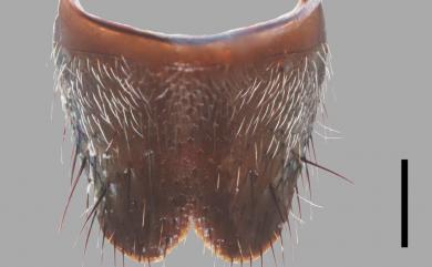 Ontholestes oculatus (Sharp, 1874) 斑銳胸隱翅蟲