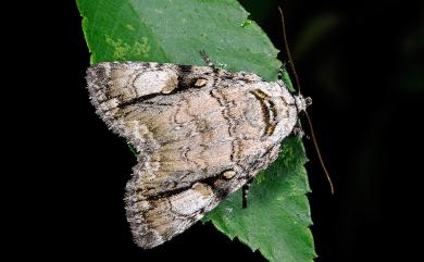 Anacronicta nitida Butler, 1878 明鈍夜蛾