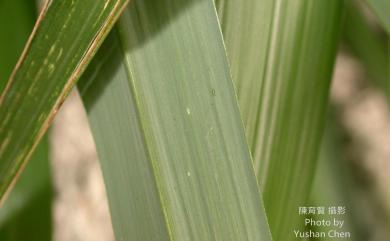 Miscanthus sinensis Andersson 芒