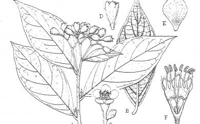 Cotoneaster konishii Hayata 臺灣舖地蜈蚣