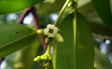 Diospyros kotoensis T.Yamaz. 蘭嶼柿