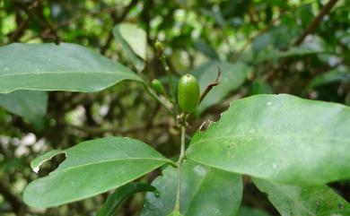 Glycosmis parviflora var. erythrocarpa 長果山桔