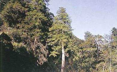 Pinus armandii var. mastersiana (Hayata) Hayata 臺灣華山松