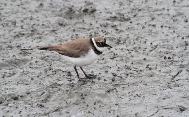 Charadrius dubius curonicus Gmelin, 1789 小環頸鴴