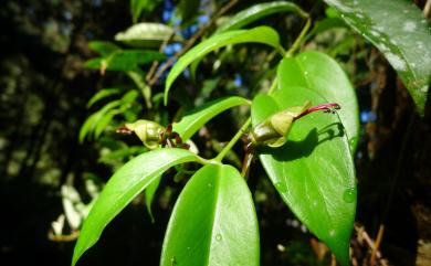 Aeschynanthus acuminatus 芒毛苣苔