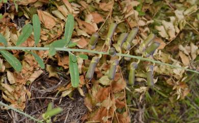 Crotalaria retusa L. 凹葉野百合