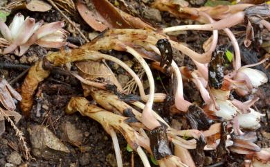 Yoania amagiensis var. squamipes C.L. Yeh & C.S. Leou 密鱗長花柄蘭