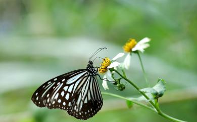 Parantica aglea maghaba Fruhstorfer, 1909 絹斑蝶